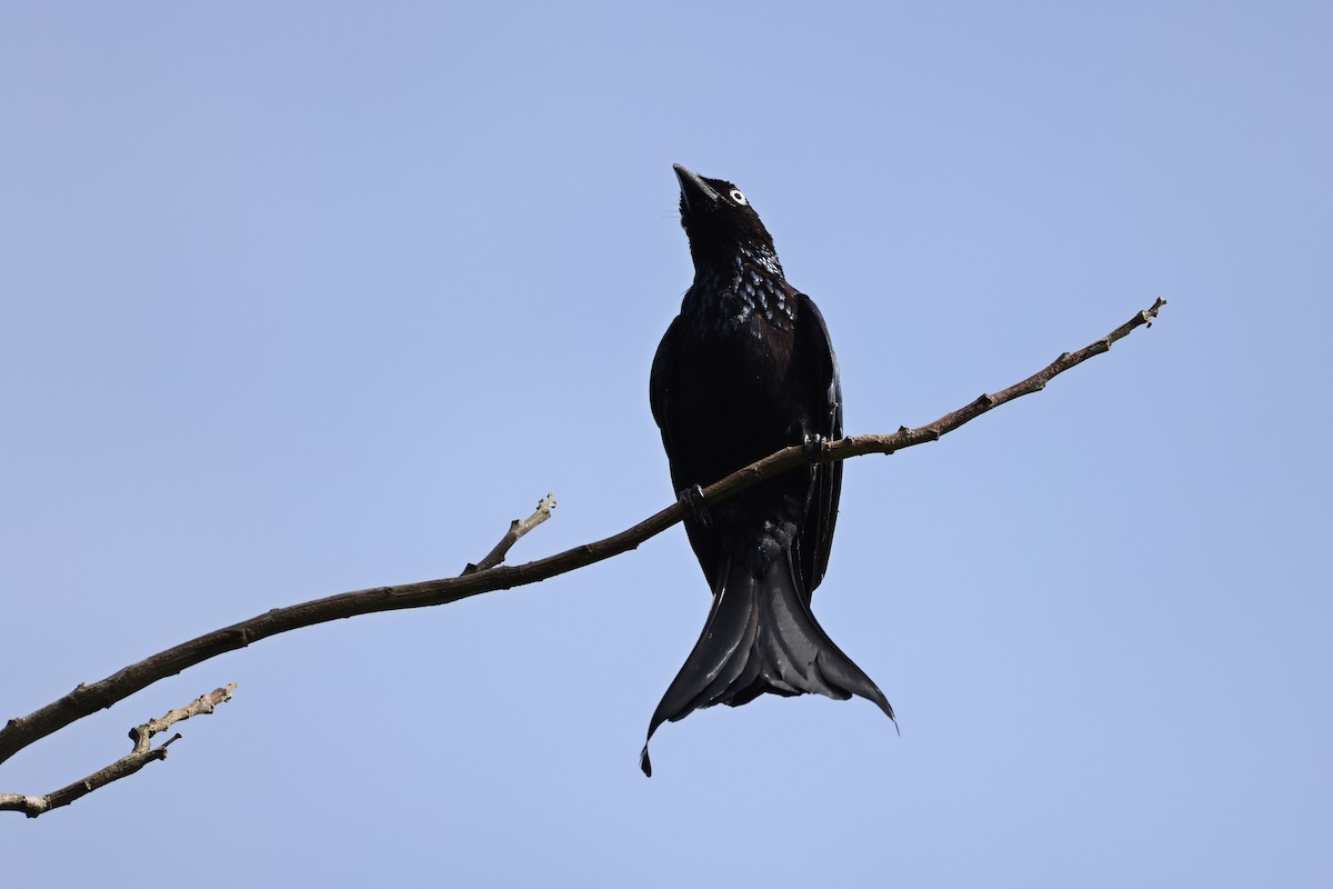 Drongo à crinière (leucops/banggaiensis) - ML643181041