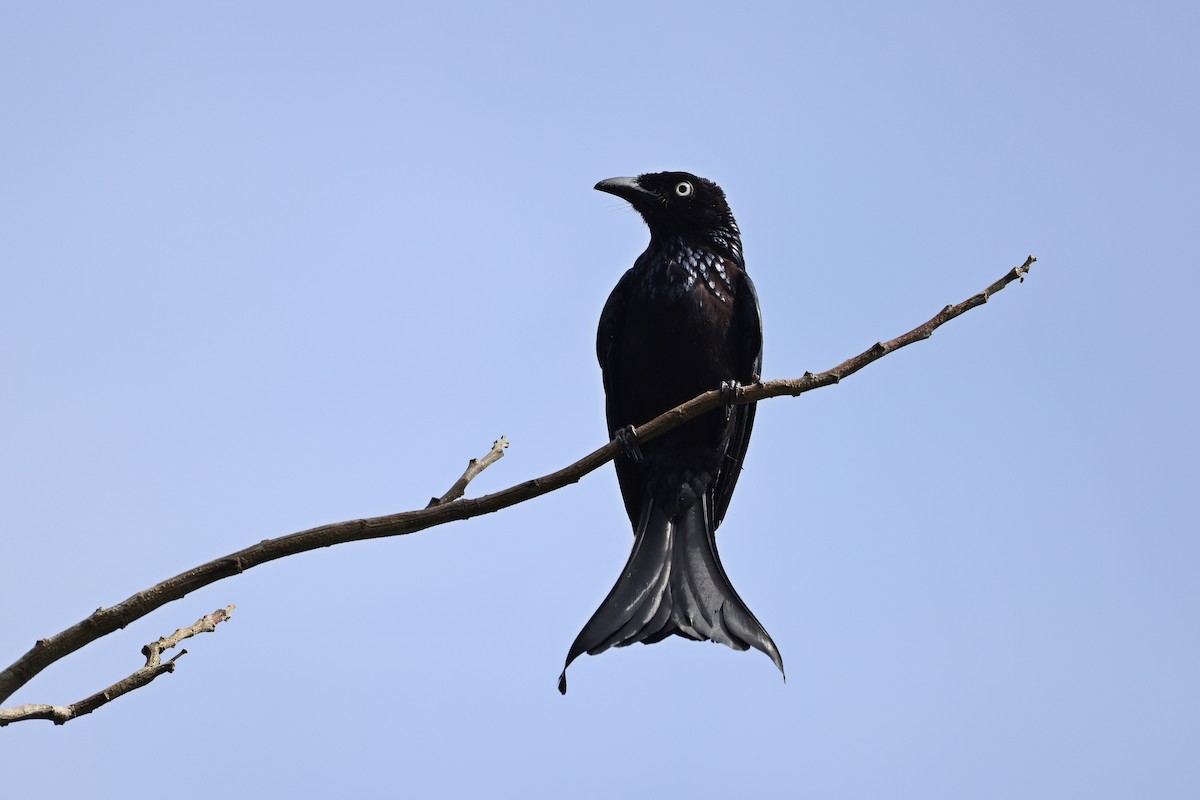 Drongo à crinière (leucops/banggaiensis) - ML643181042