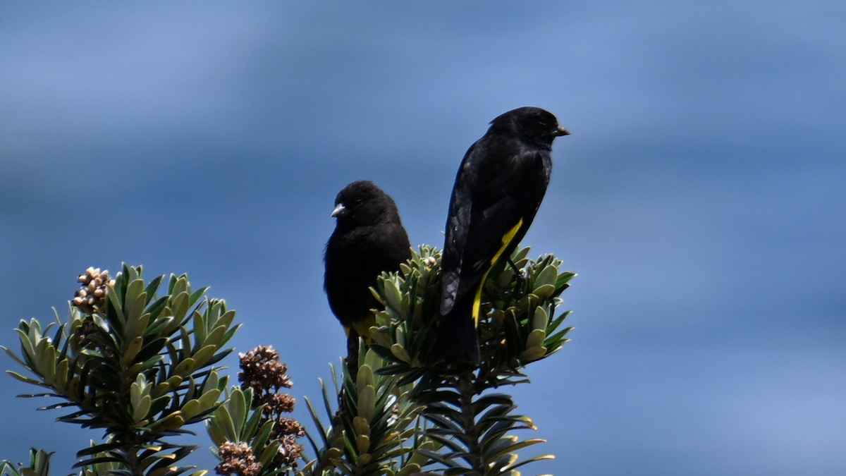 Black Siskin - ML643181063
