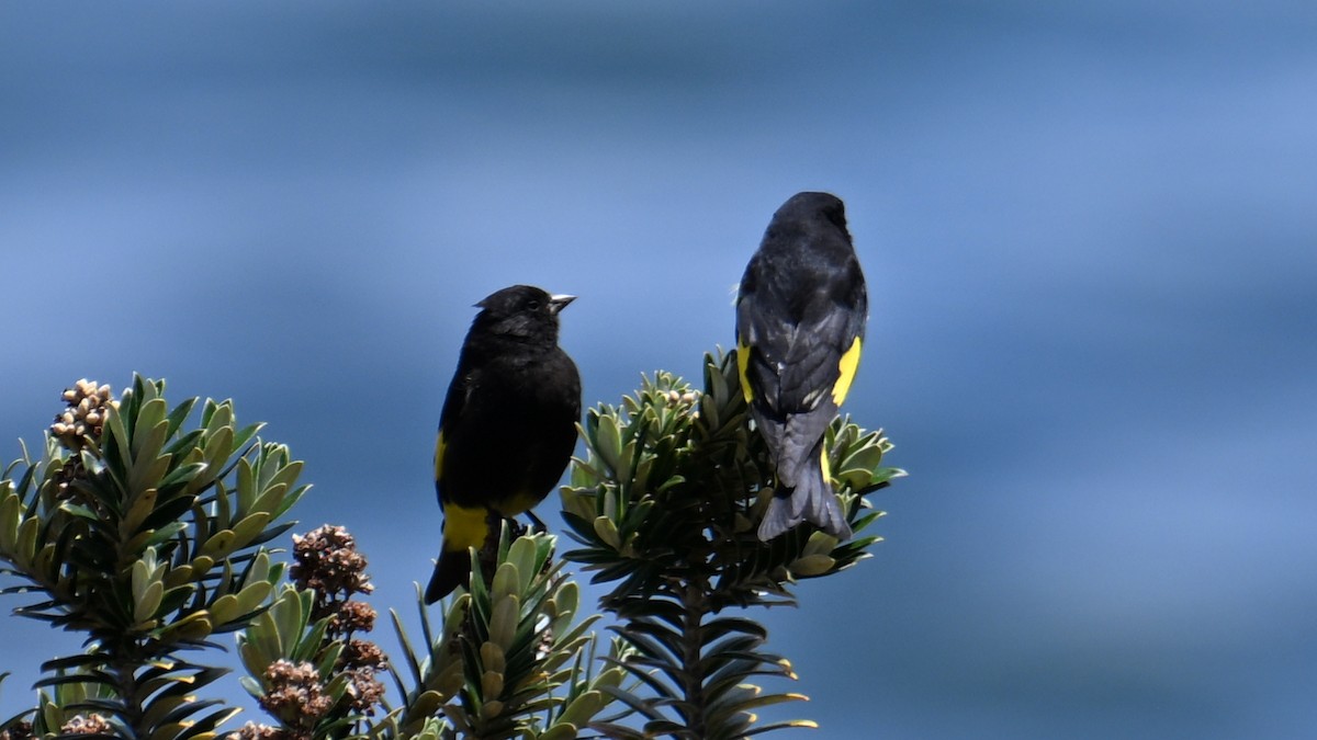Black Siskin - ML643181069