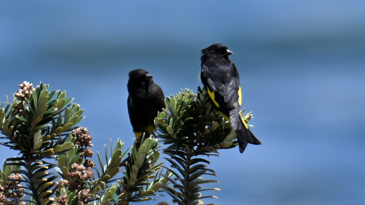 Black Siskin - ML643181071