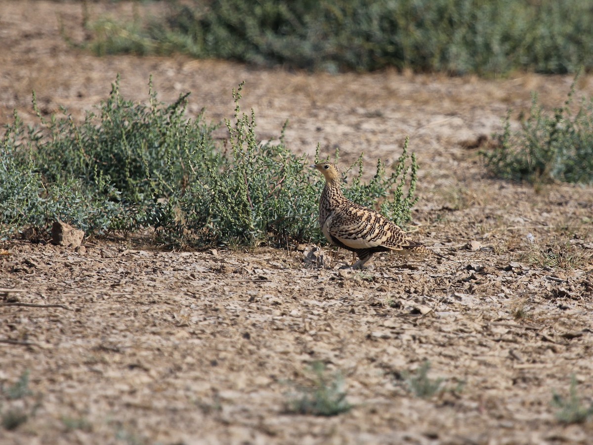 Chestnut-bellied Sandgrouse - ML643181079