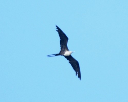Magnificent Frigatebird - ML643181088