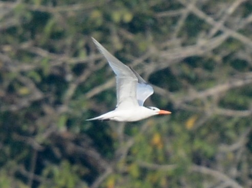 Royal Tern - ML643181099