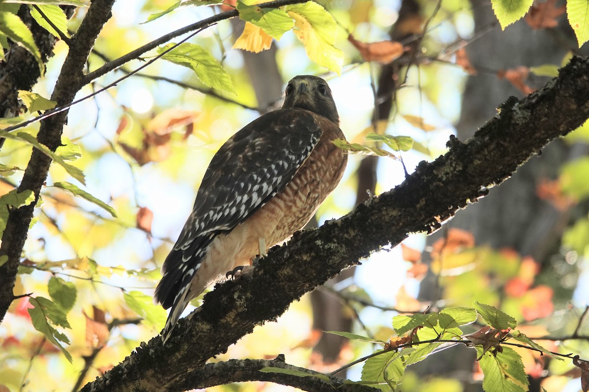Red-shouldered Hawk - ML643181150