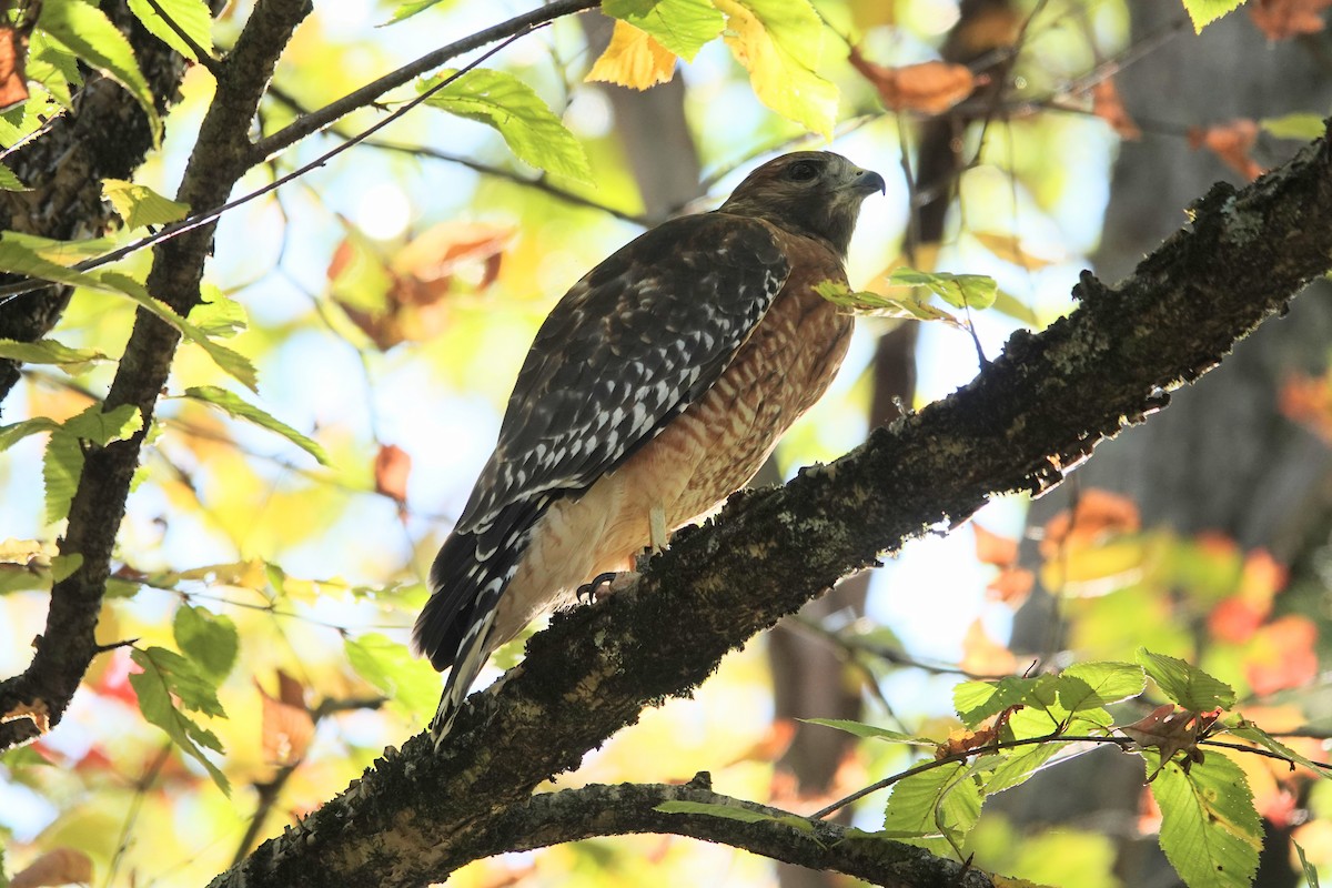 Red-shouldered Hawk - ML643181151