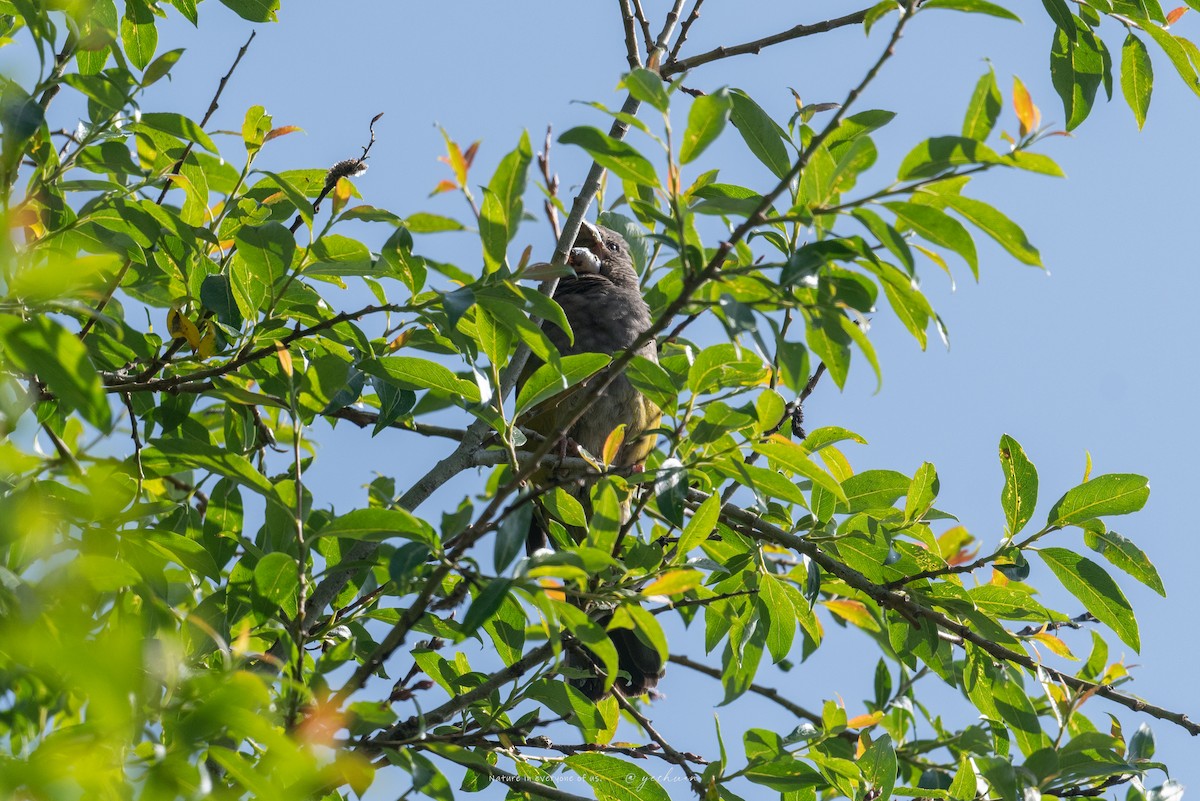 White-winged Grosbeak - ML643181152