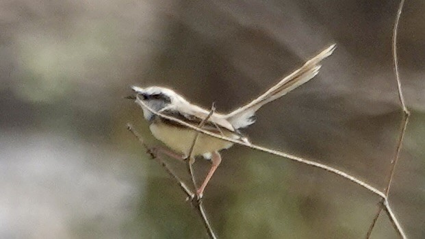 Black-chested Prinia - ML643181153