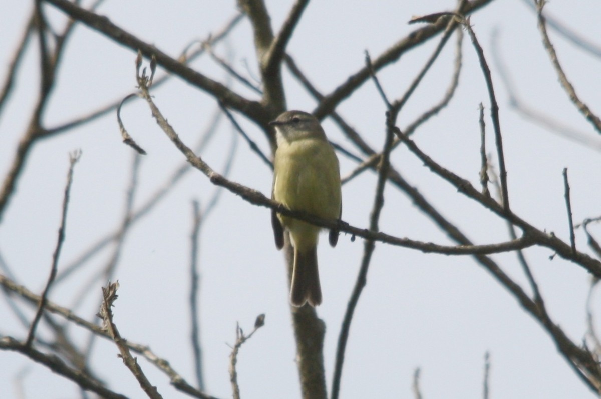 Tyranneau fascié - ML643181154