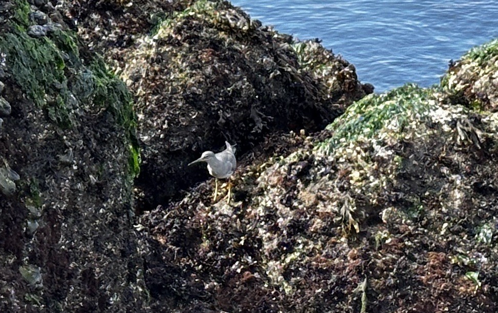 Wandering Tattler - ML643181175