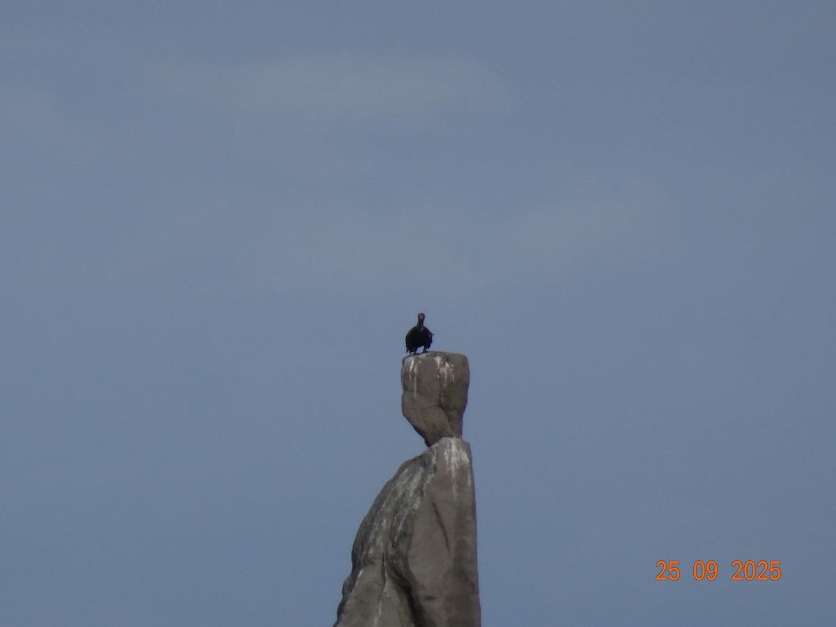 Great Cormorant - ML643181188
