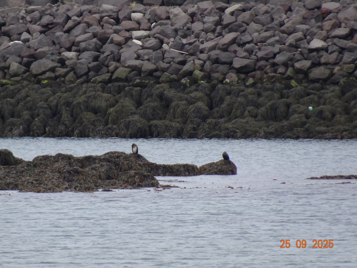 Great Cormorant - ML643181189