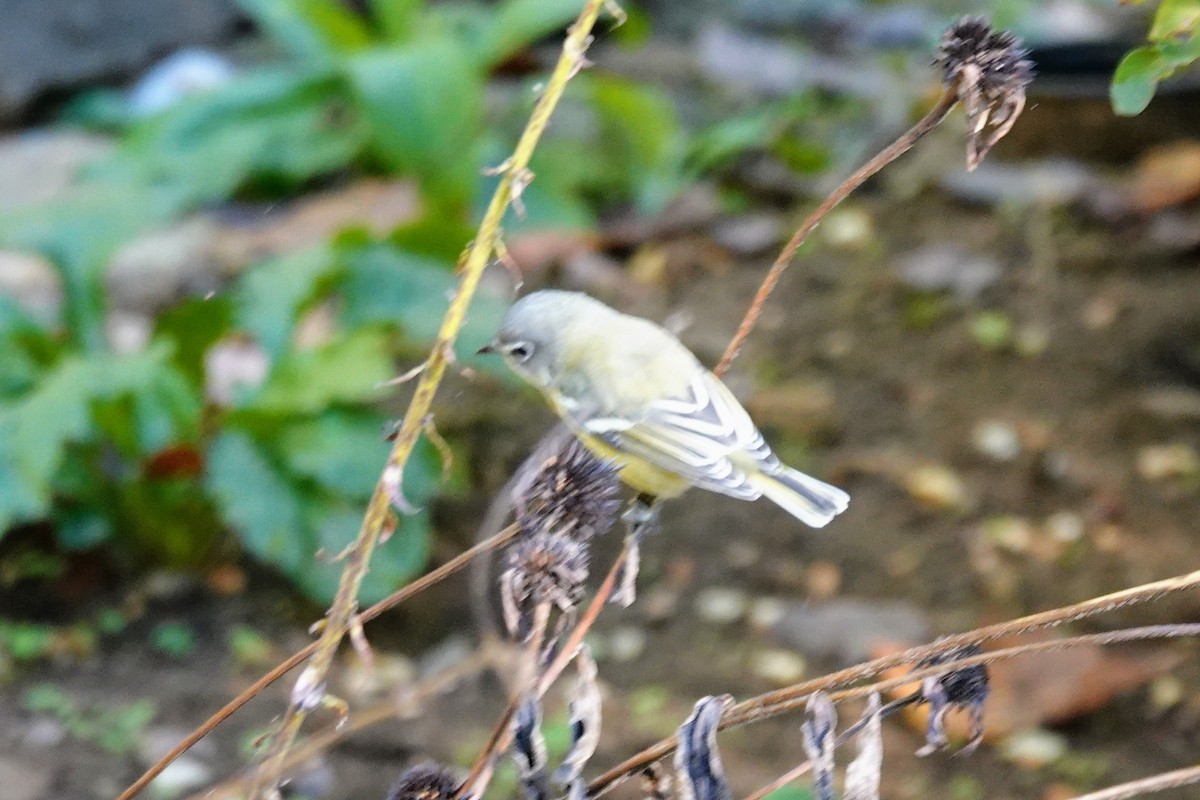 Blue-headed Vireo - ML643181200