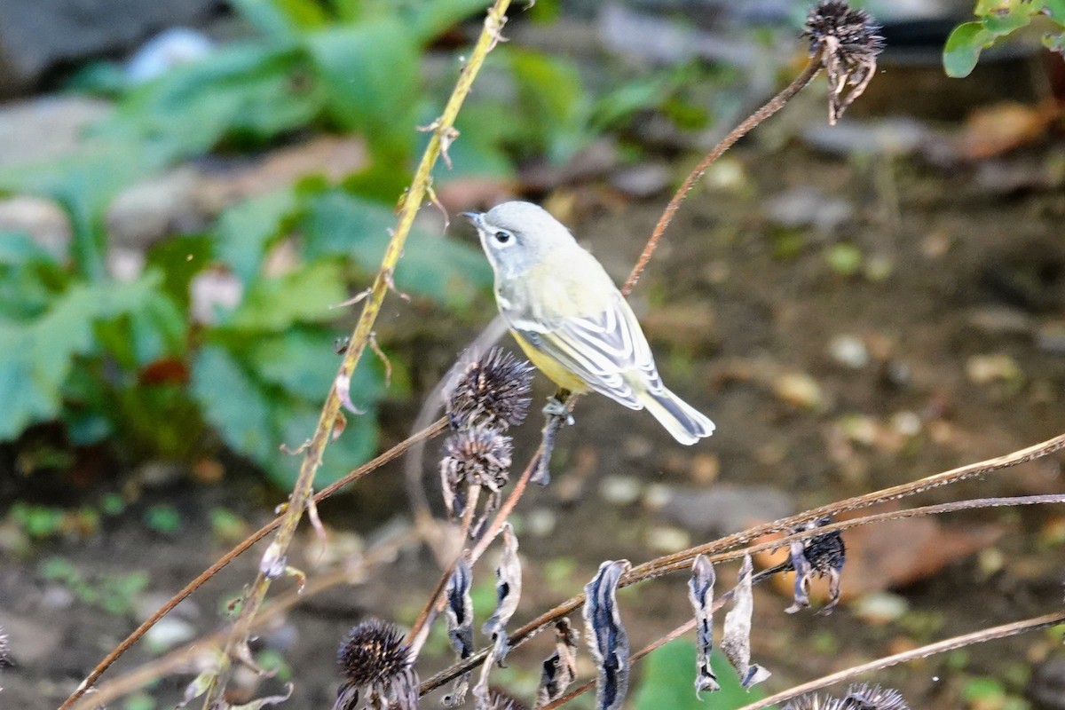 Blue-headed Vireo - ML643181201