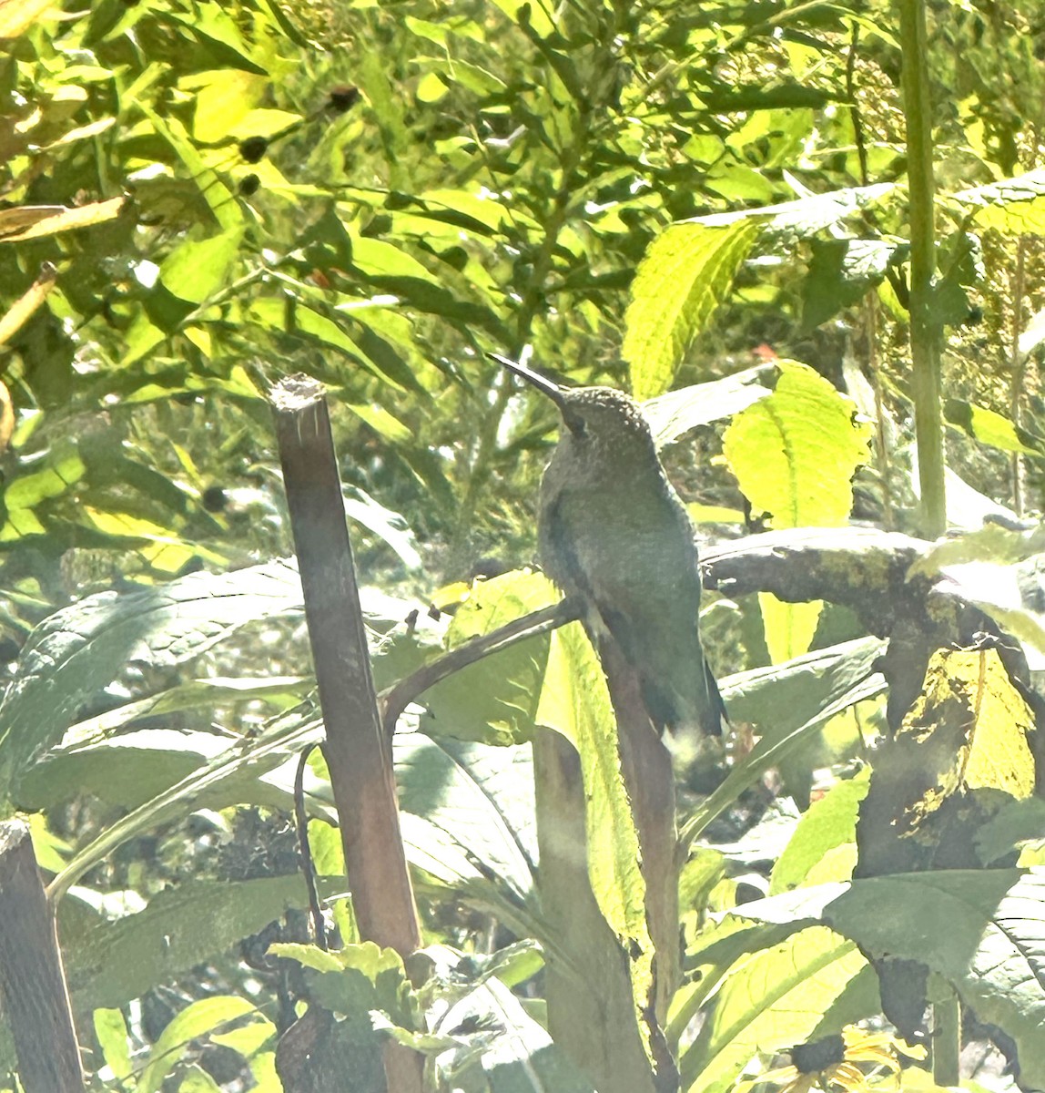 Colibri à gorge rubis - ML643181228