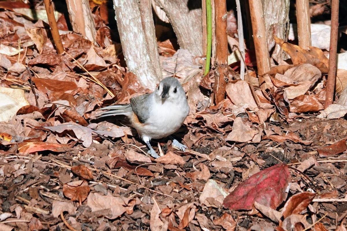 Tufted Titmouse - ML643181240