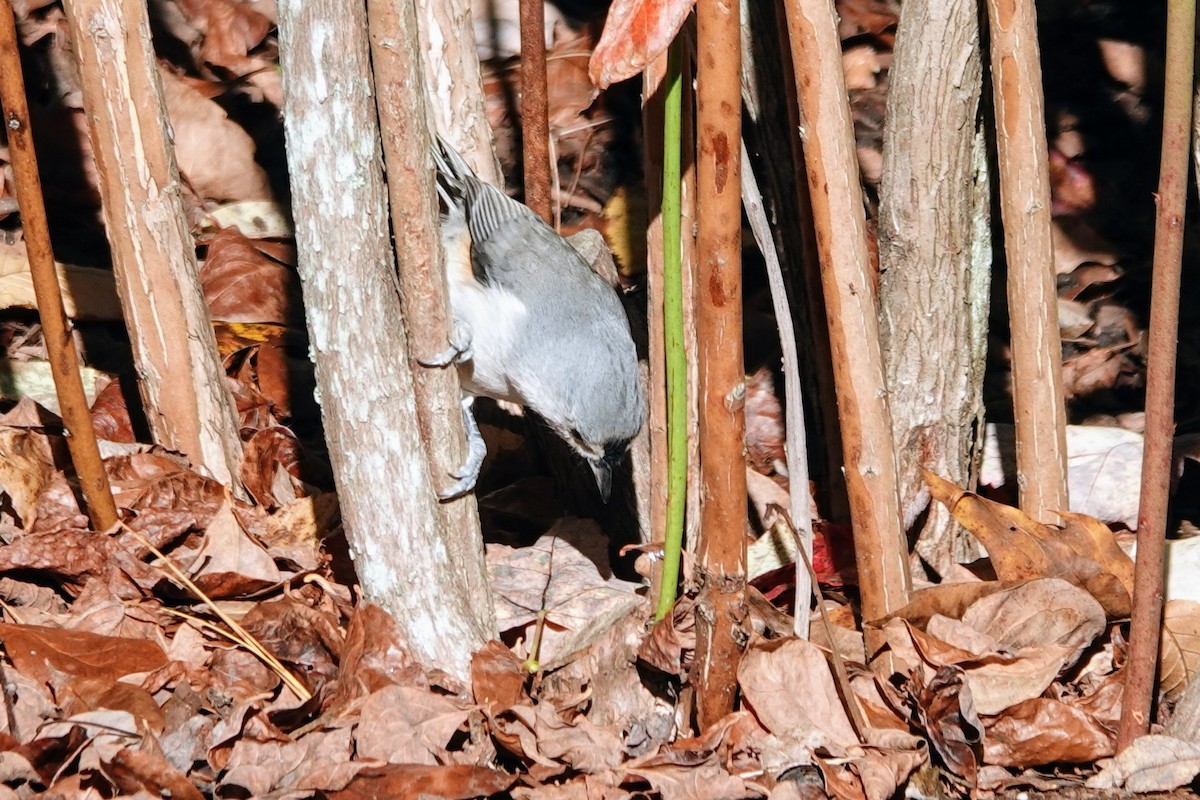 Tufted Titmouse - ML643181241