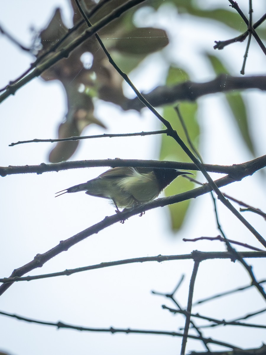 Fork-tailed Sunbird - ML643181263