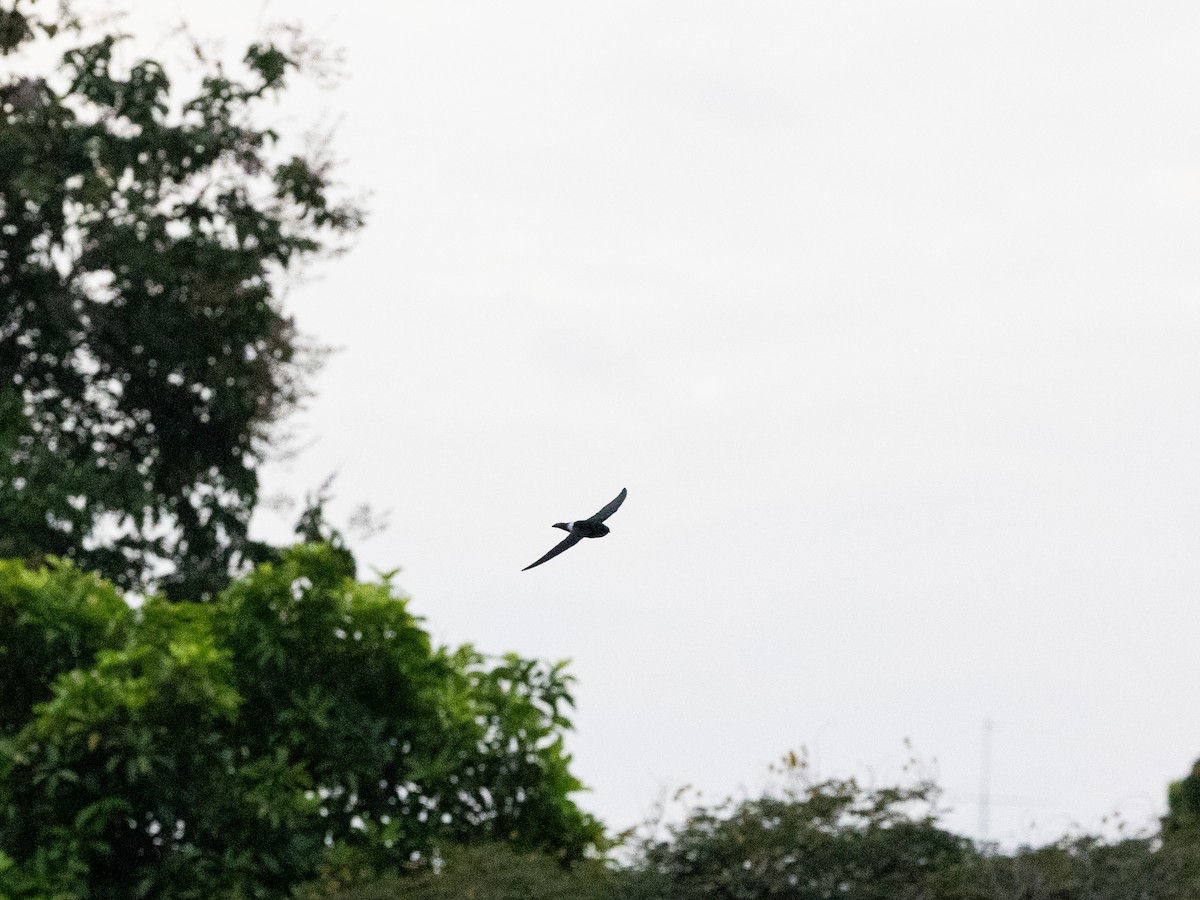 ヒメアマツバメ - ML643181264