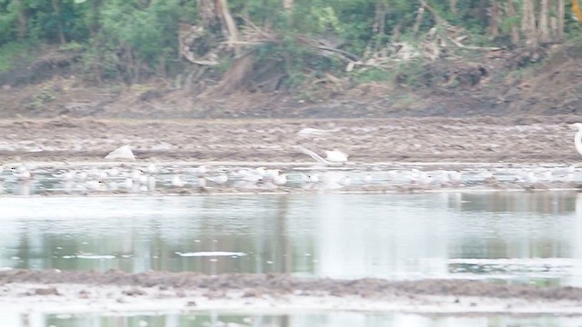 River Tern - ML643181271