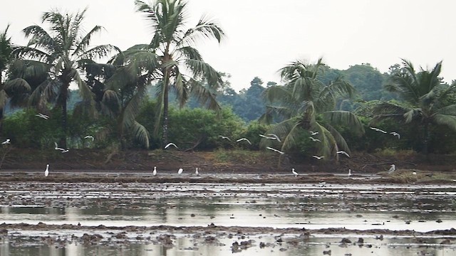 River Tern - ML643181272
