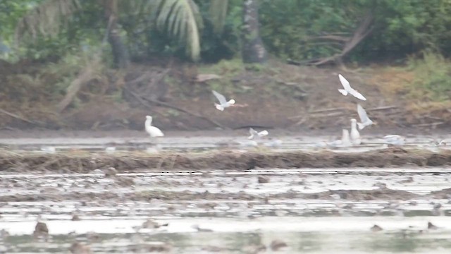 River Tern - ML643181275