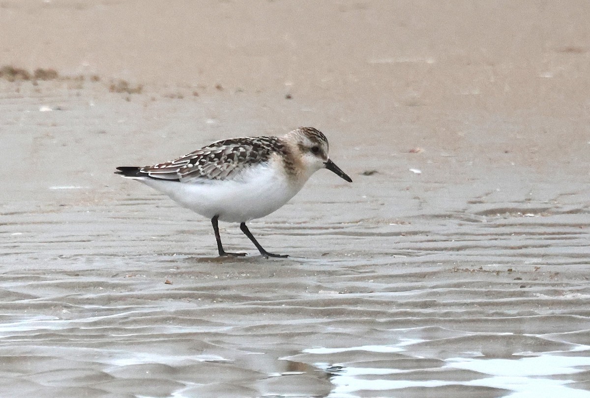 Sanderling - ML643181293
