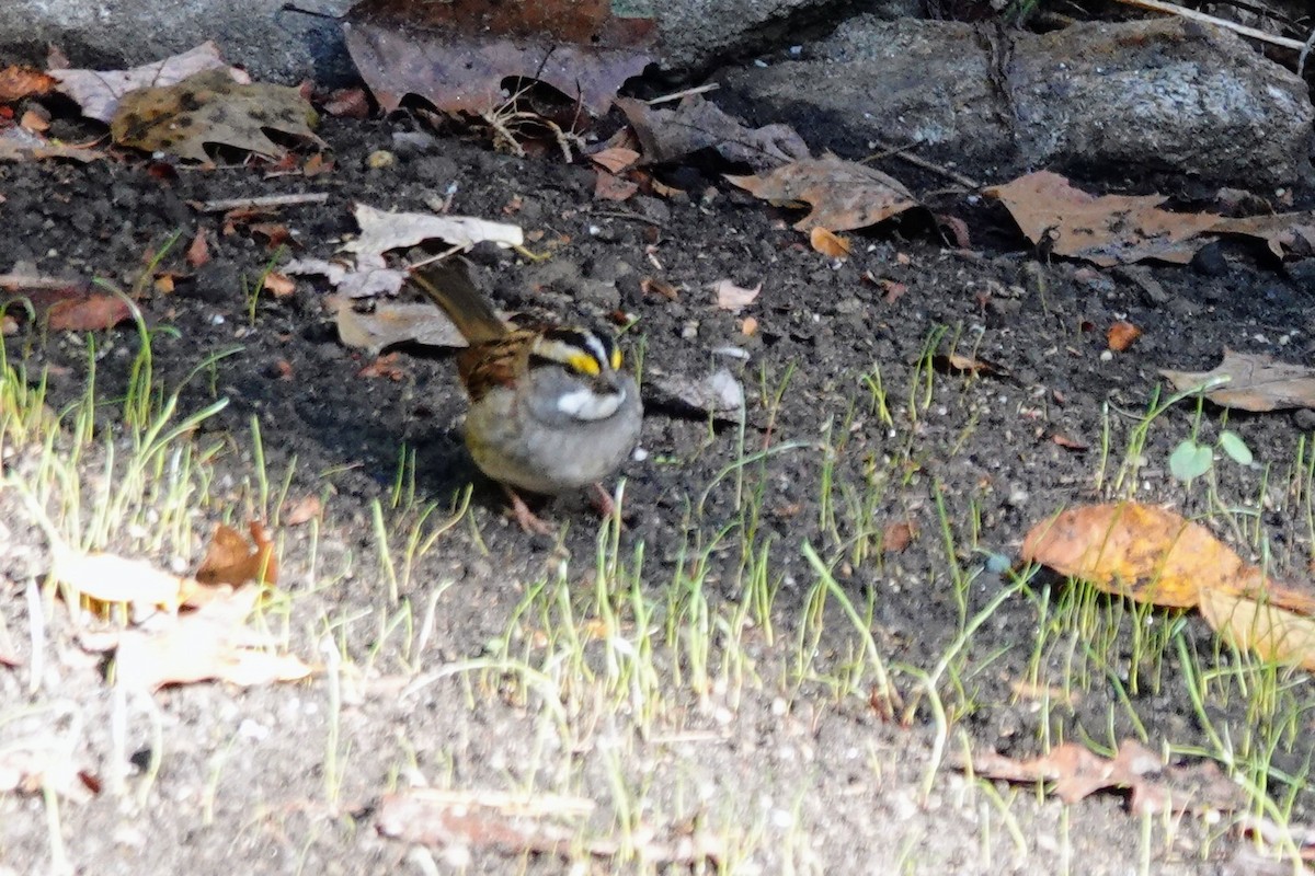 White-throated Sparrow - ML643181295