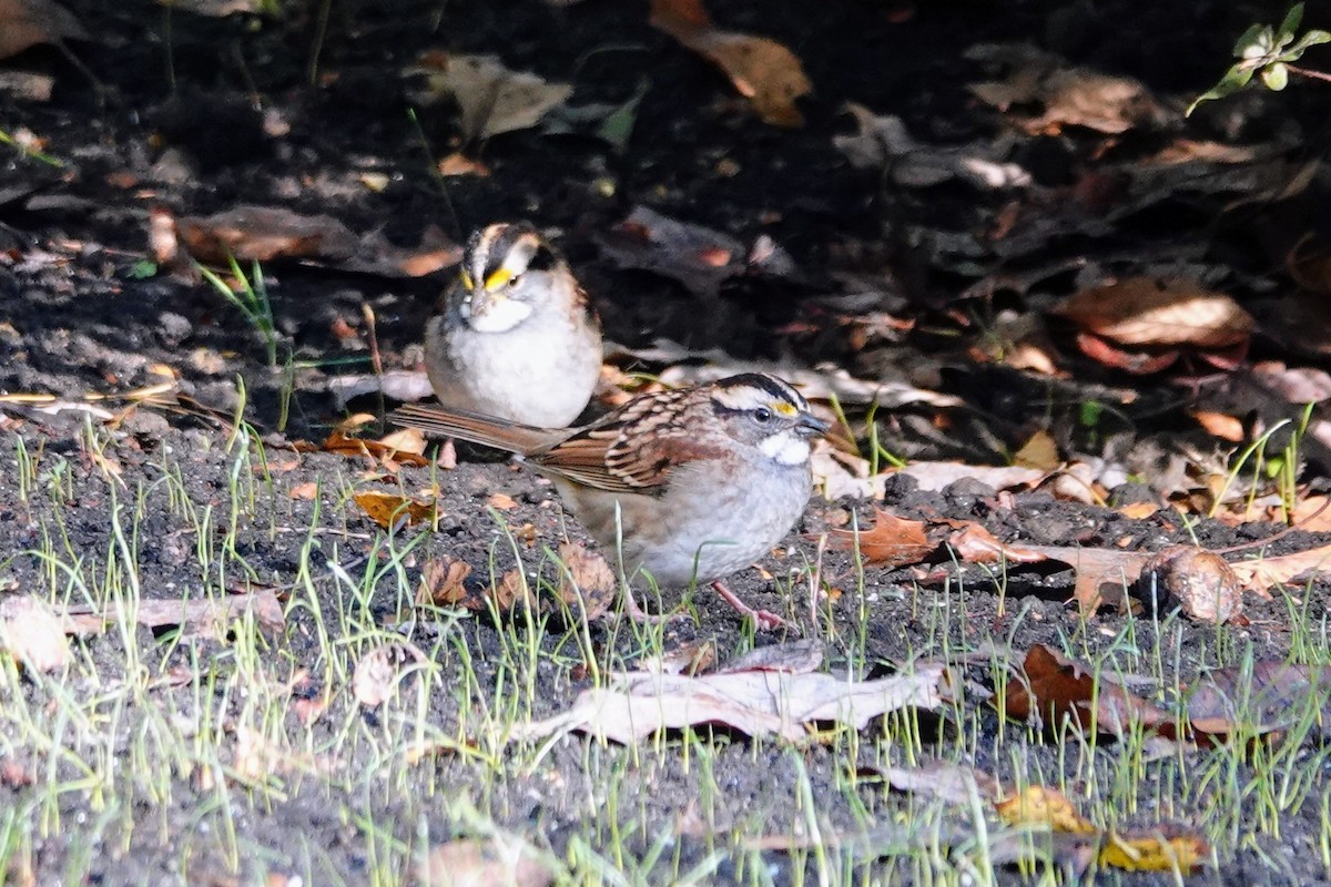 White-throated Sparrow - ML643181296