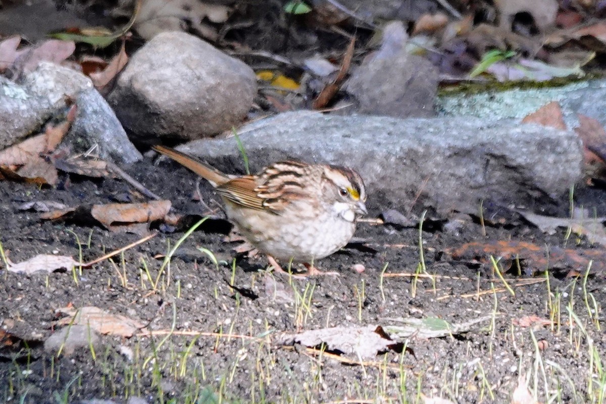 White-throated Sparrow - ML643181297