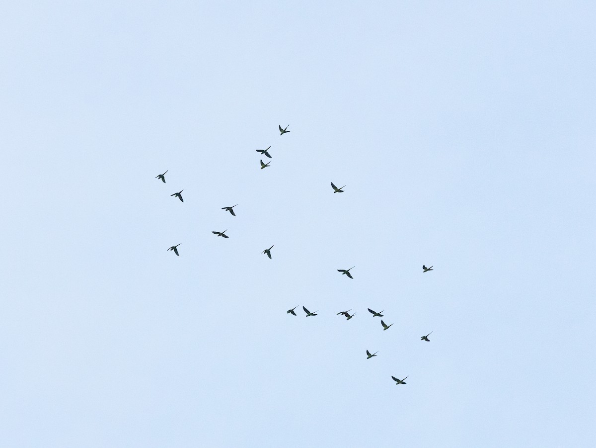 Rose-ringed Parakeet - ML643181302
