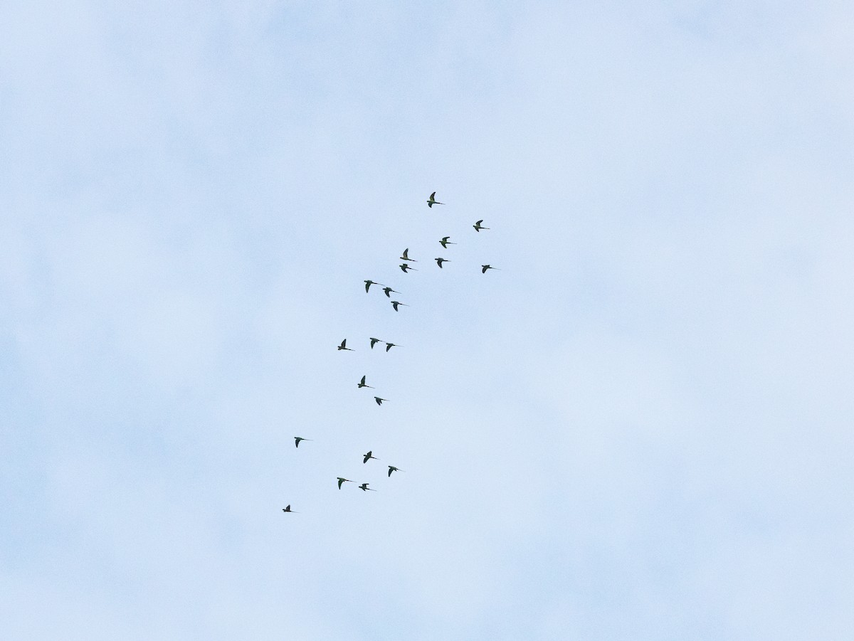 Rose-ringed Parakeet - ML643181303