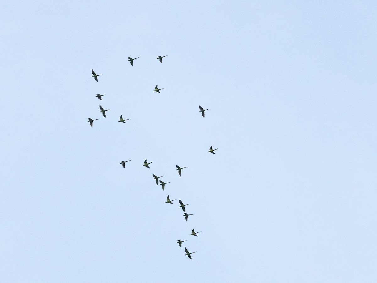 Rose-ringed Parakeet - ML643181304