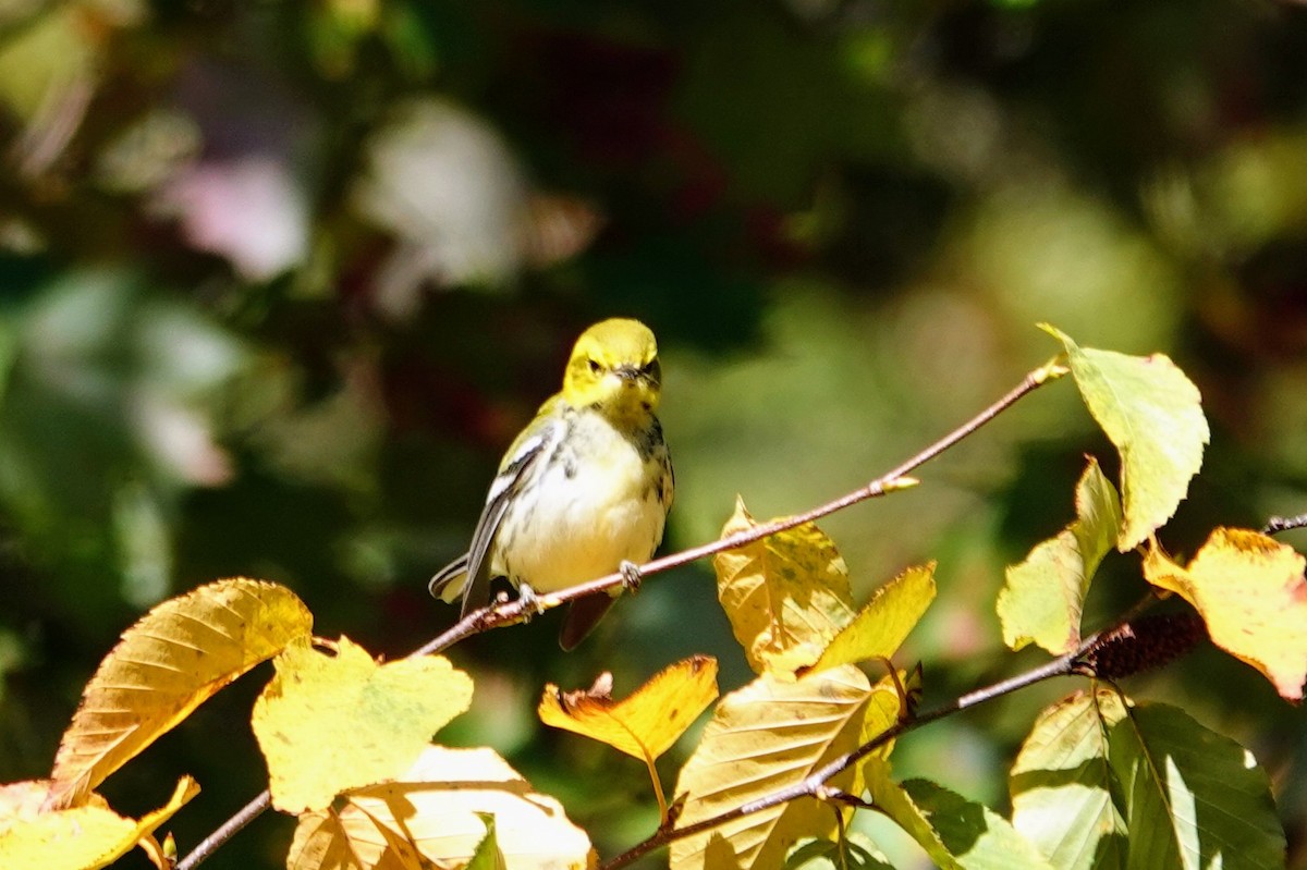 Black-throated Green Warbler - ML643181317