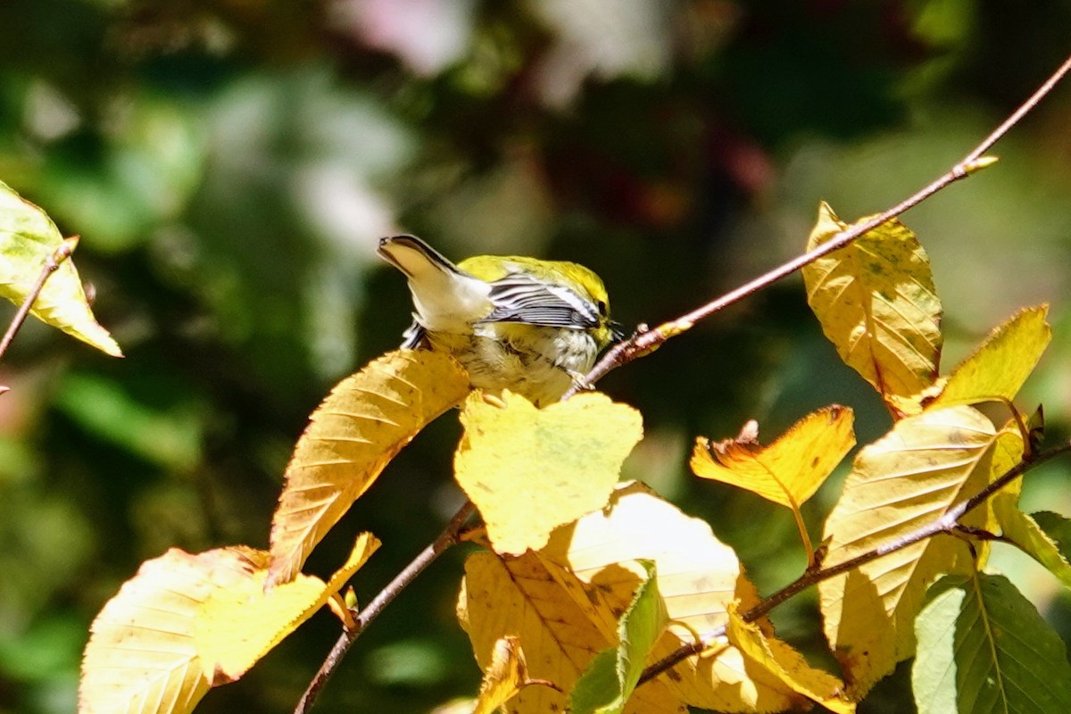 Black-throated Green Warbler - ML643181318