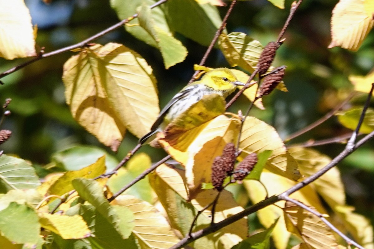 Black-throated Green Warbler - ML643181319