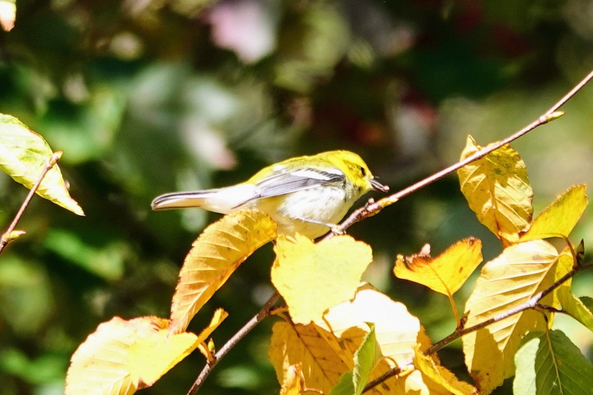Black-throated Green Warbler - ML643181320