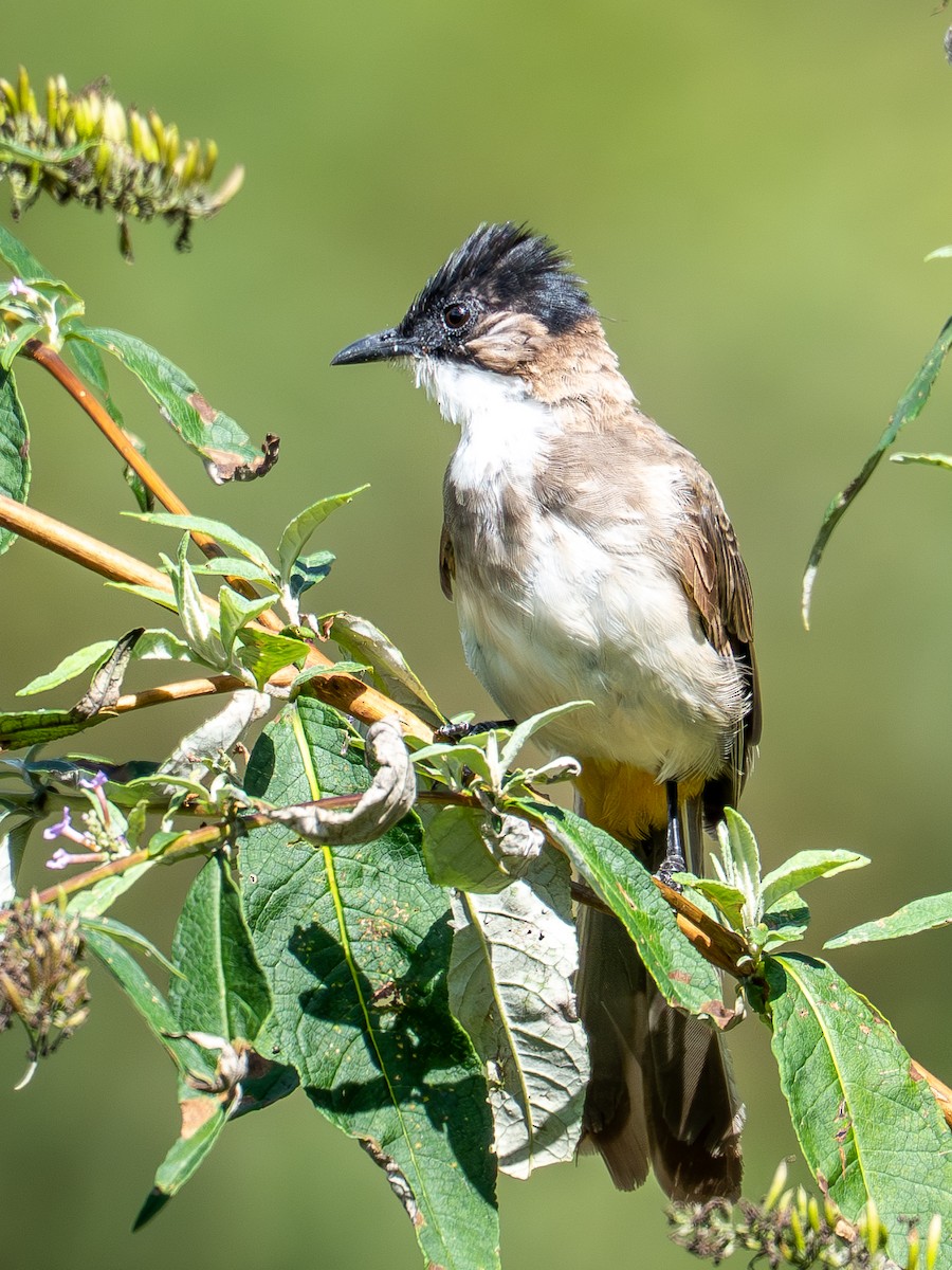 Brown-breasted Bulbul - ML643181337