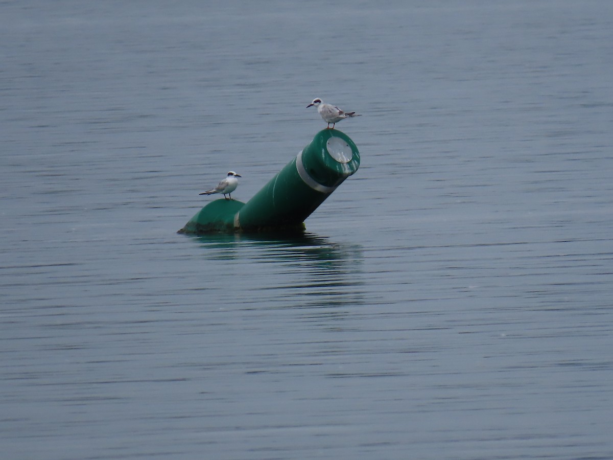 Forster's Tern - ML643181362