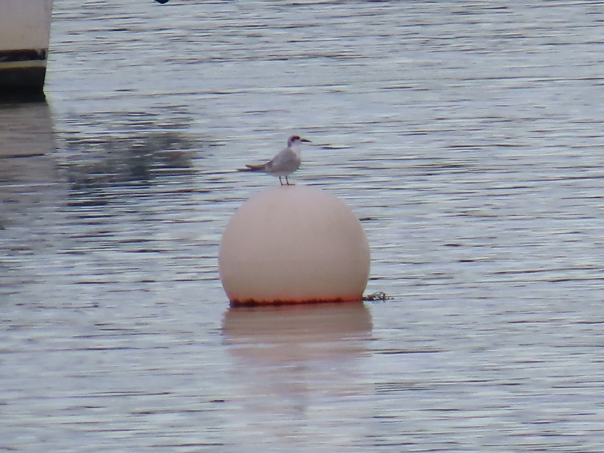 Forster's Tern - ML643181363