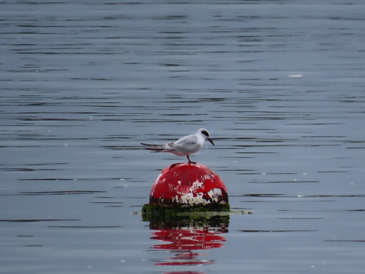 Forster's Tern - ML643181367