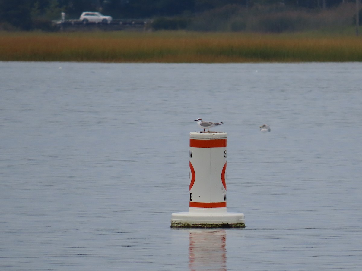 Forster's Tern - ML643181369