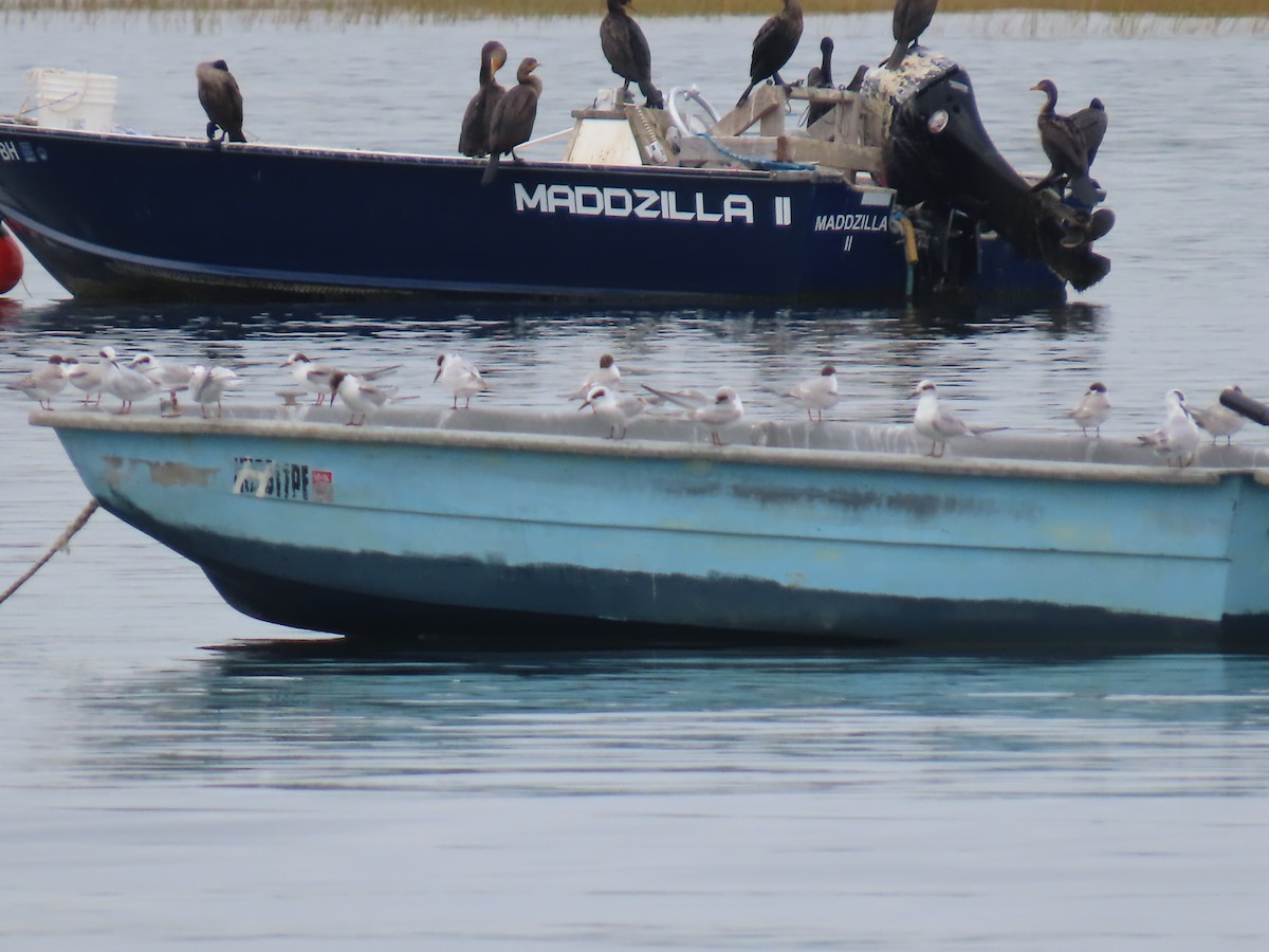 Forster's Tern - ML643181370