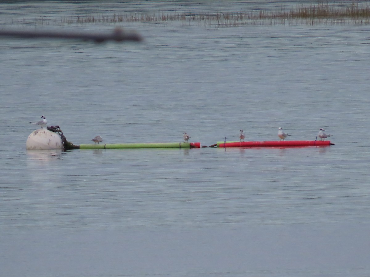 Forster's Tern - ML643181371