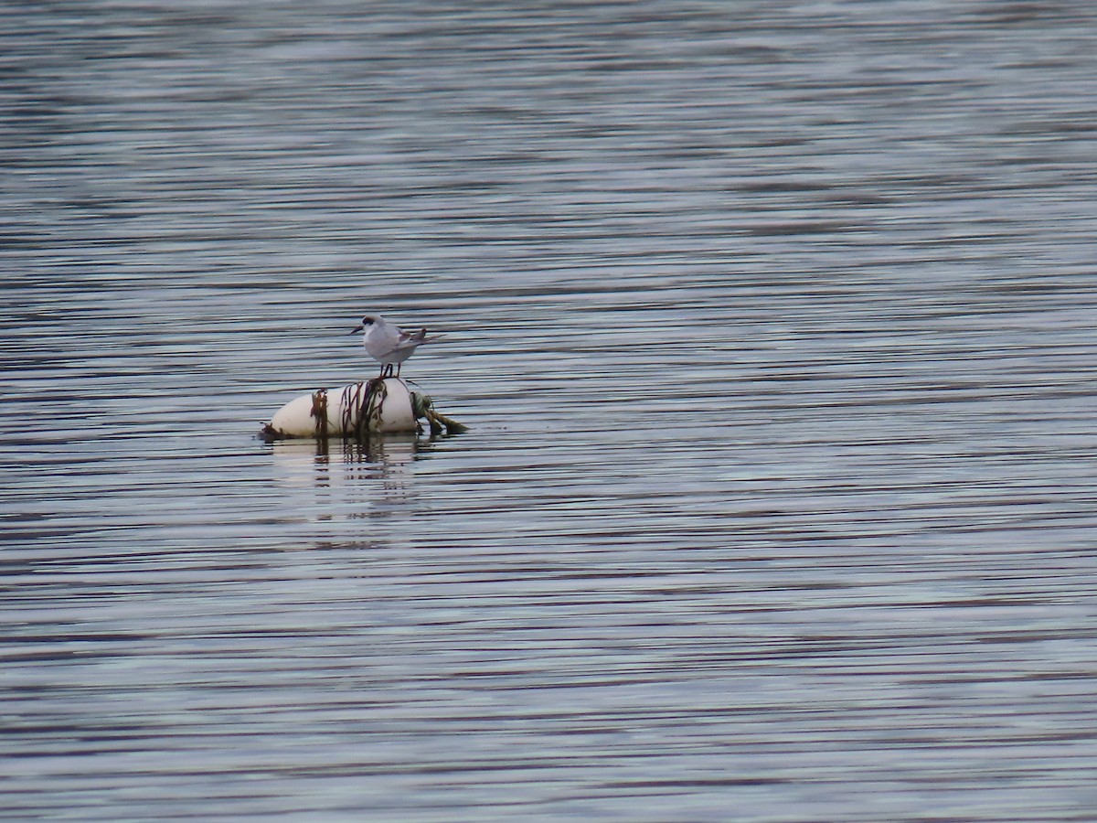 Forster's Tern - ML643181372