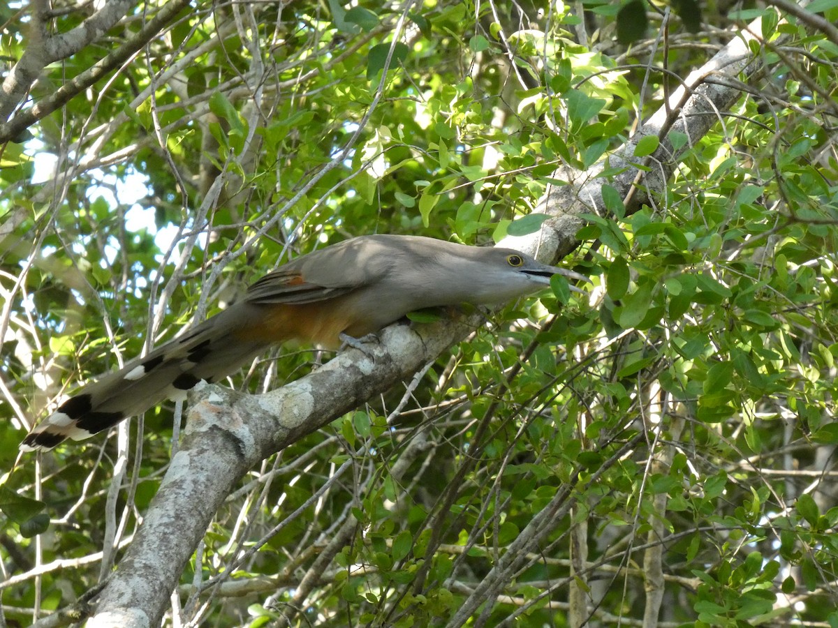 Great Lizard-Cuckoo - ML643181376