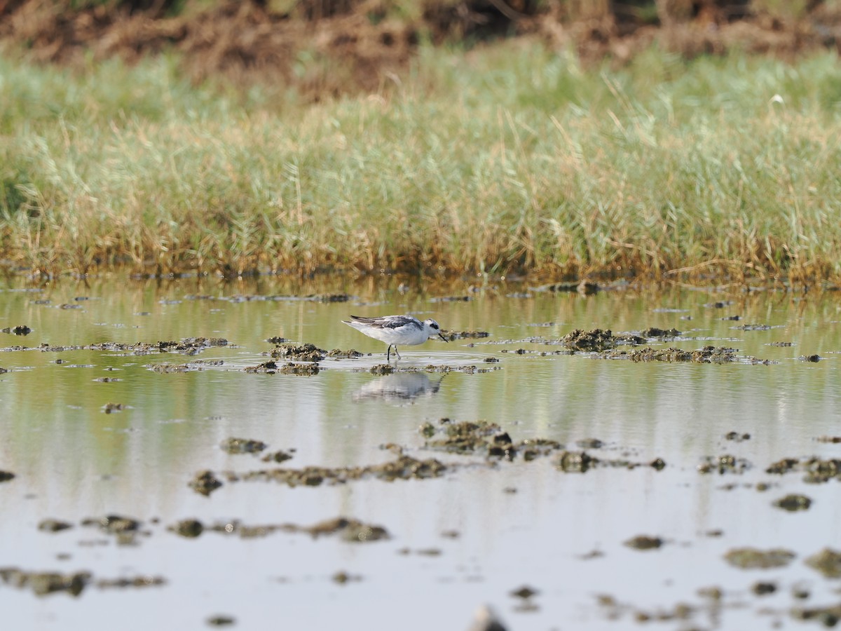 svømmesnipe - ML643181387