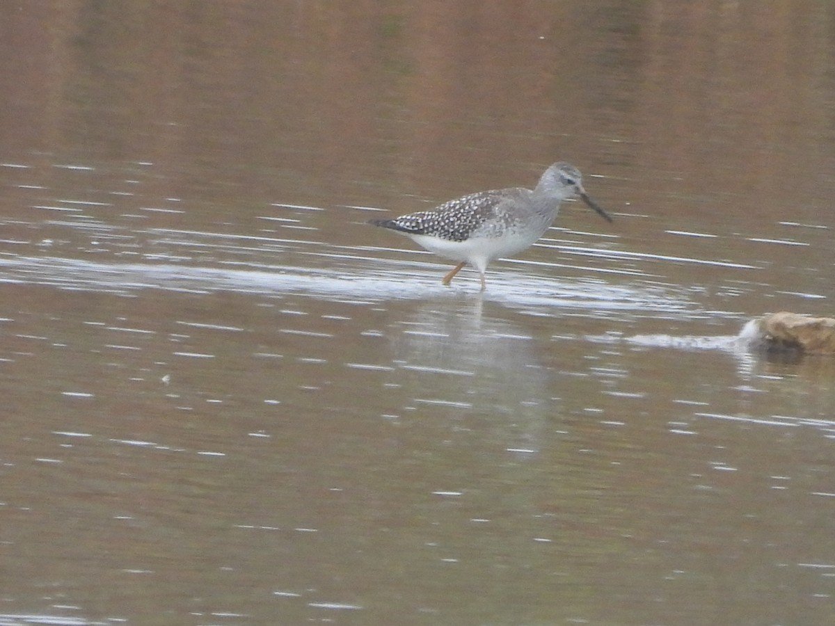 Lesser Yellowlegs - ML643181409