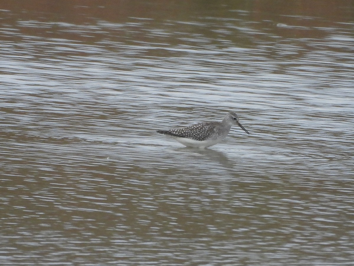Lesser Yellowlegs - ML643181410