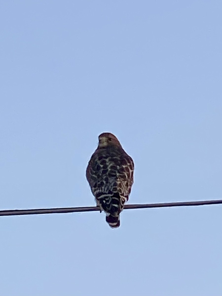 Red-shouldered Hawk - ML643181444